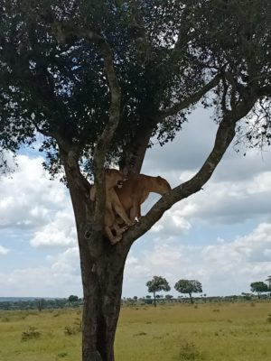 Maasai Mara Tree Climbing Lion