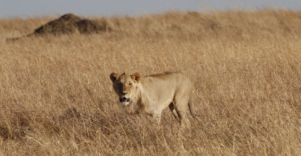 Solitary Young Male Lion