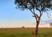 Tree climbing lion Mara