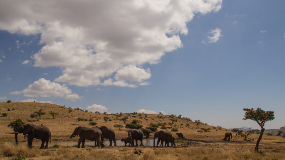 Restoring the black rhino and elephant population