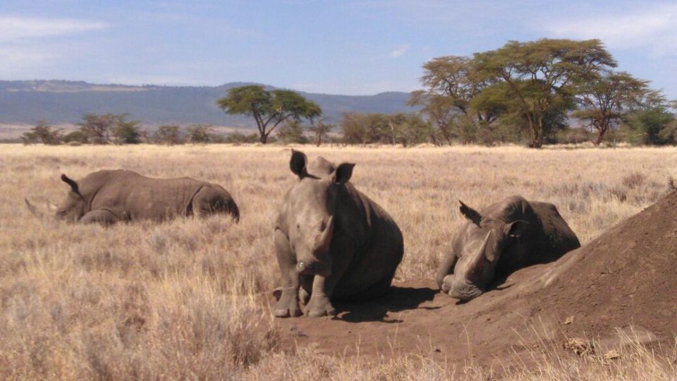 Restoring the black rhino population