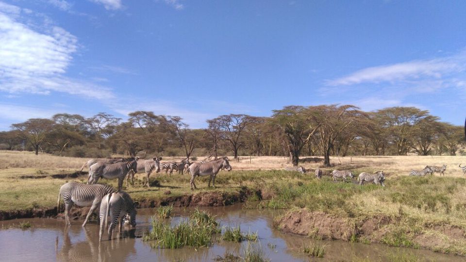 Restoring the black rhino and grevy zebra population